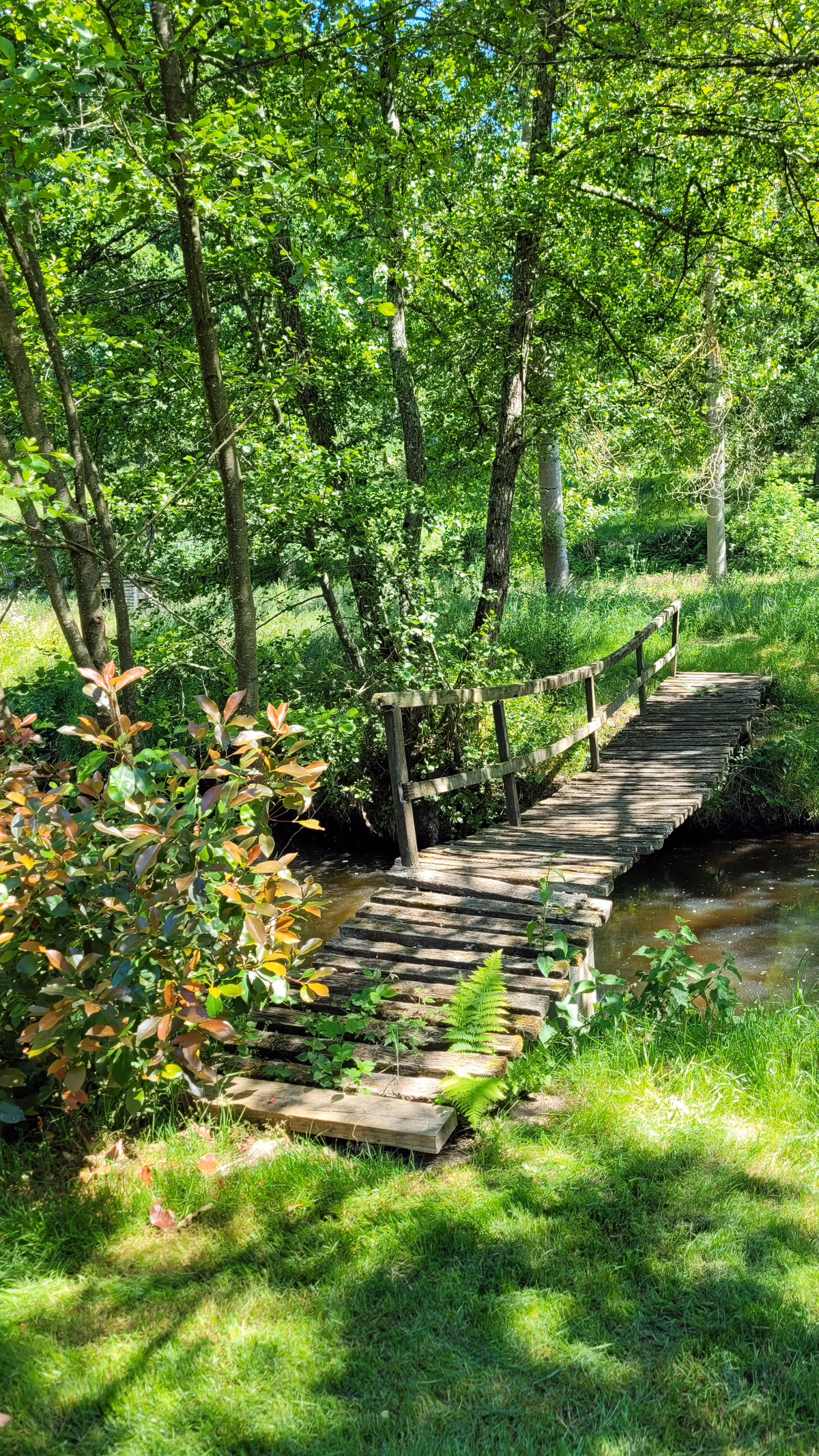 Ponton en bois traversant un cadre végétal calme
